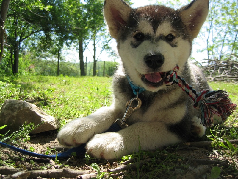 Dakota of Mountain Pack