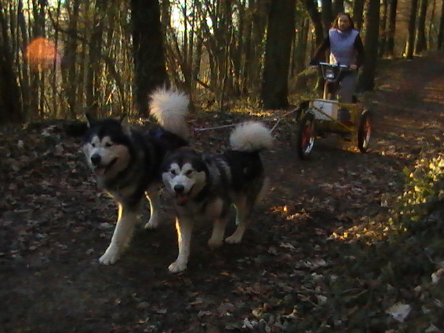 Attelage et rando
