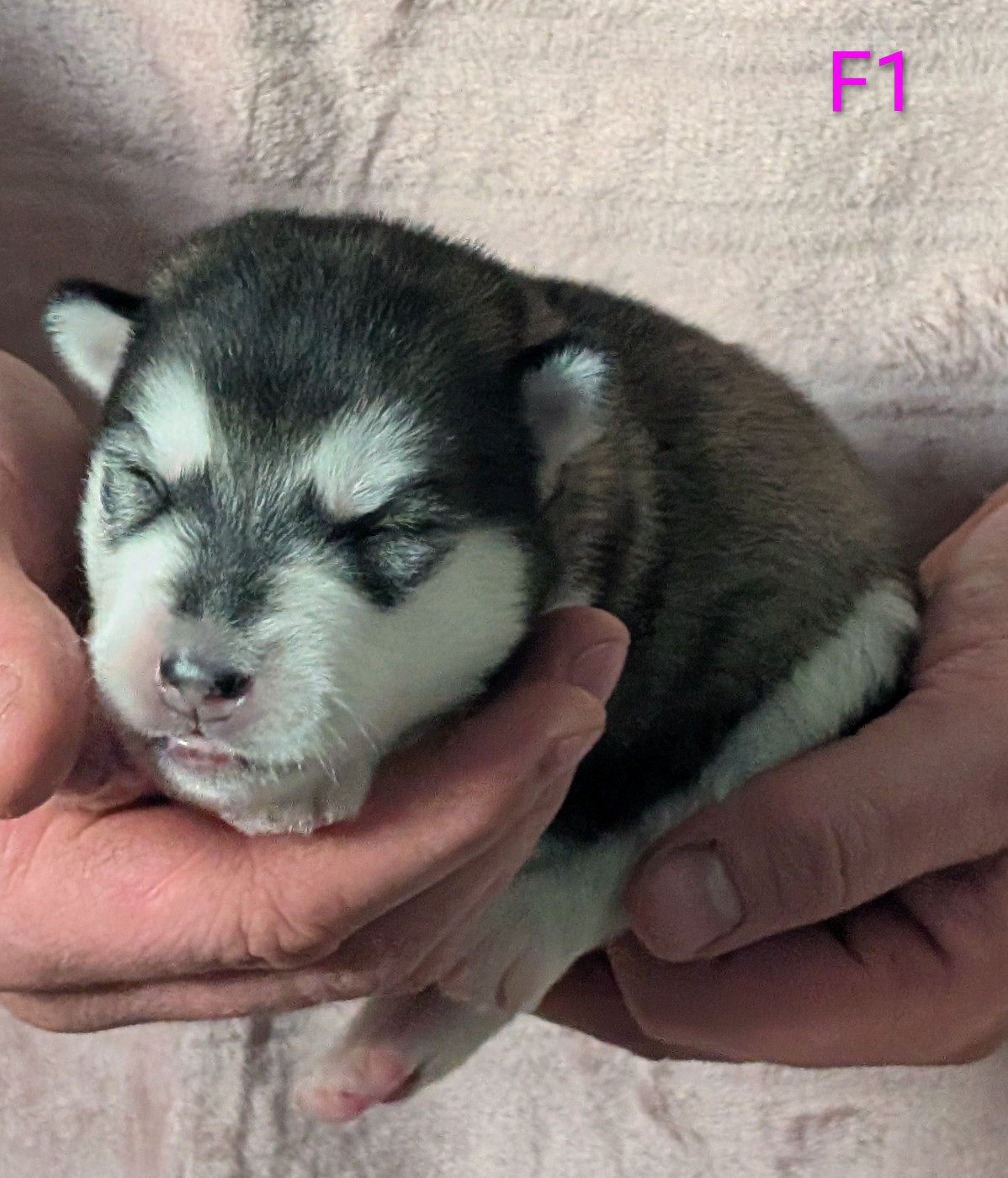 of Blue Track - Chiots disponibles - Alaskan Malamute