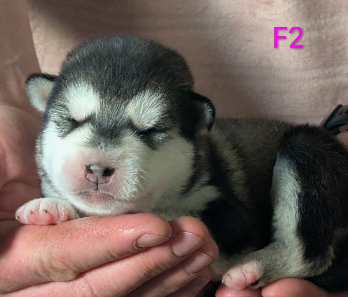 of Blue Track - Chiots disponibles - Alaskan Malamute