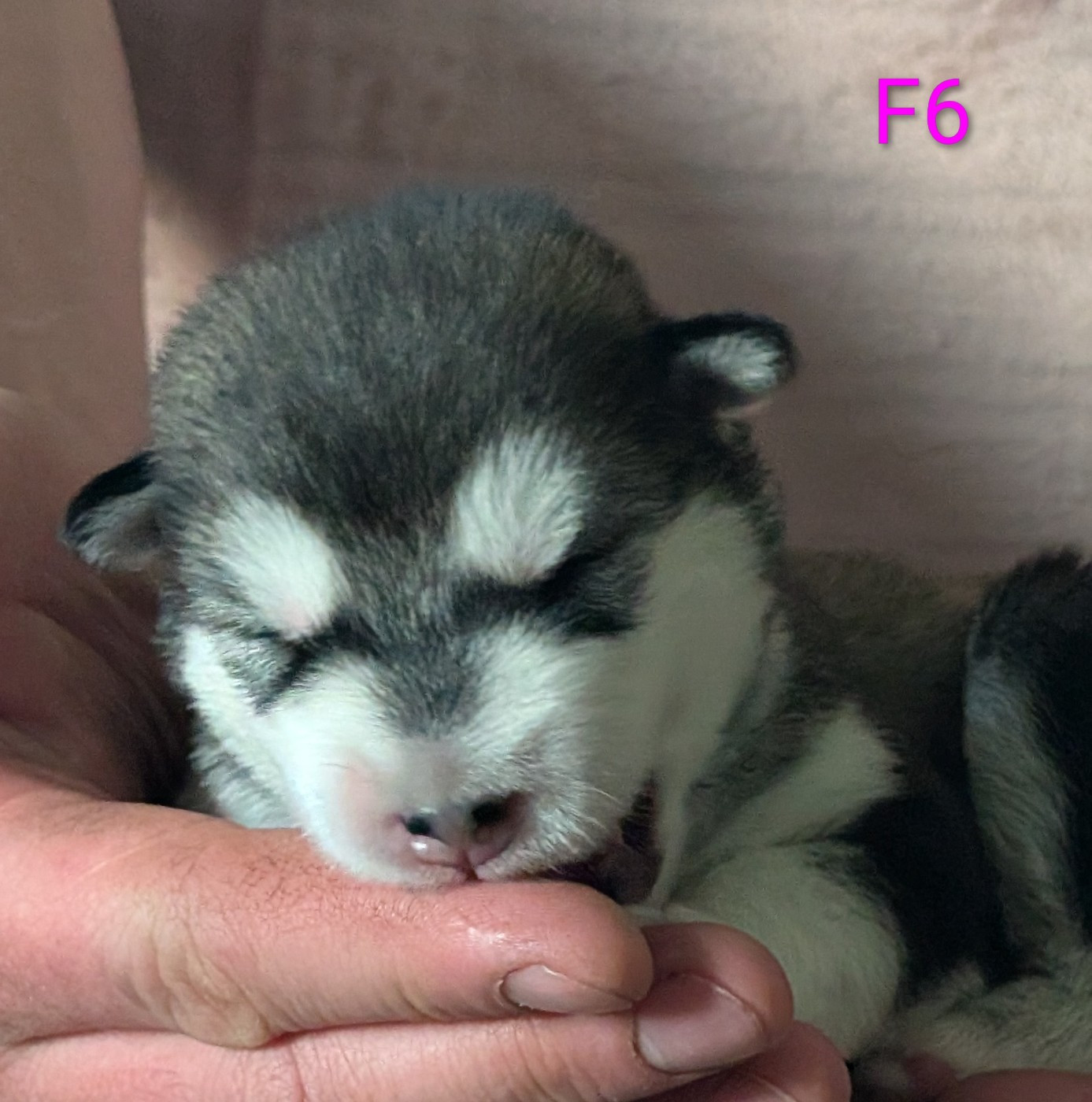 of Blue Track - Chiots disponibles - Alaskan Malamute