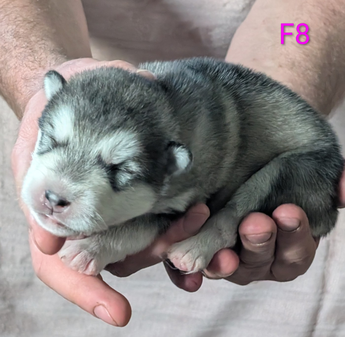 of Blue Track - Chiots disponibles - Alaskan Malamute