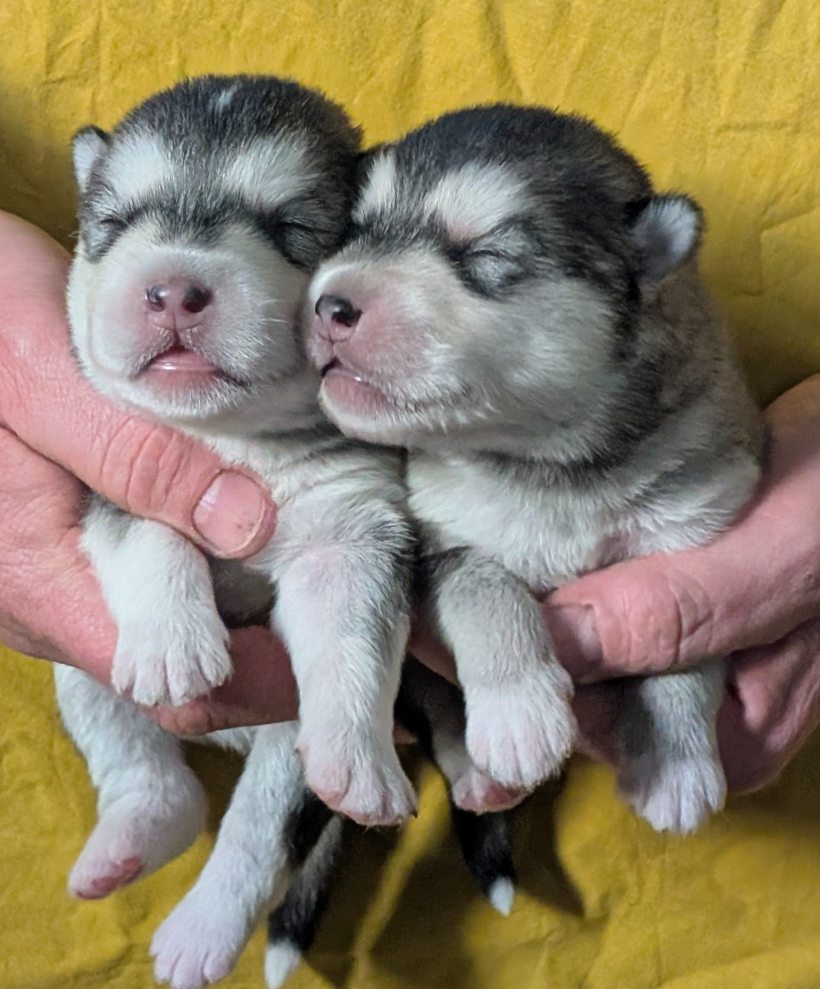 of Blue Track - Chiots disponibles - Alaskan Malamute