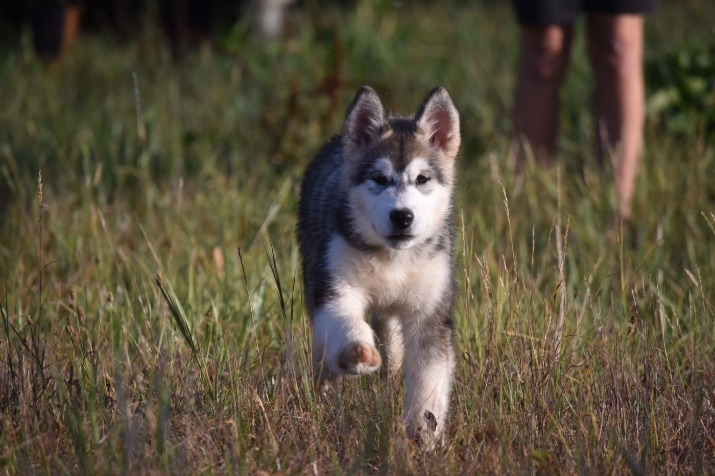 of Blue Track - Chiots disponibles - Alaskan Malamute
