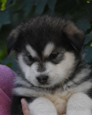 CHIOT