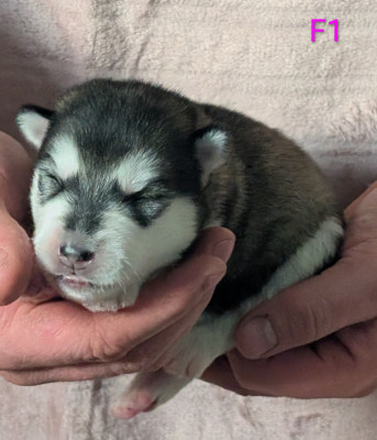 CHIOT 1