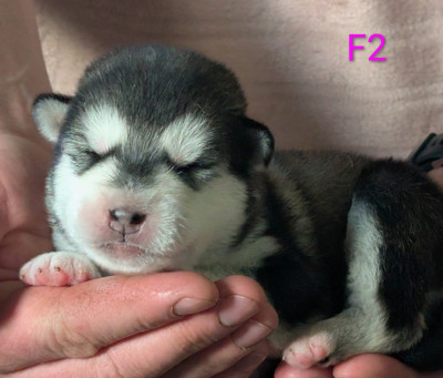 CHIOT 2