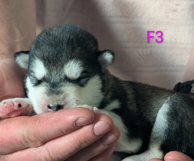 CHIOT 3