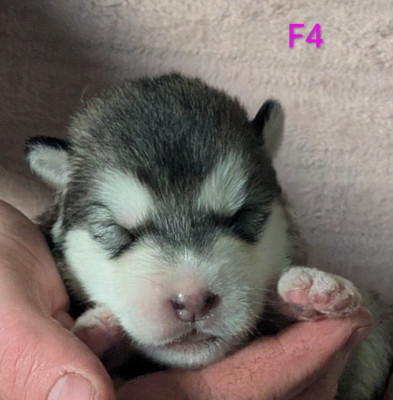 CHIOT 4