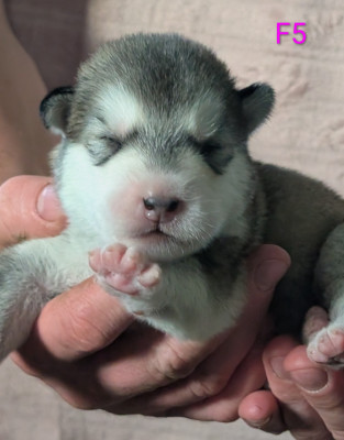 CHIOT 5