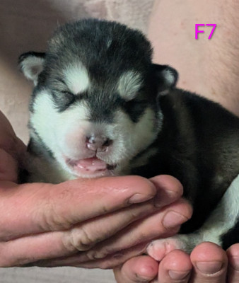CHIOT 7