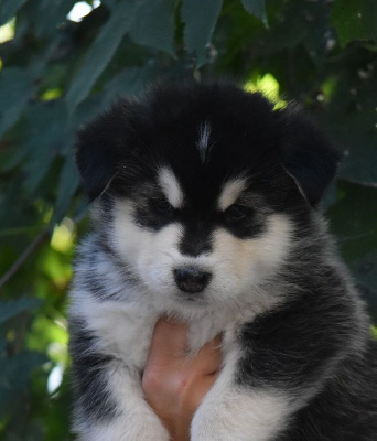 CHIOT